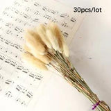 30 Pieces Bundle Natural Dried Rabbittail Pampas Grass Flower Authentic Bouquet