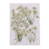10x White Lace Flower Natural Real Pressed Dried Flower for DIY Card Making