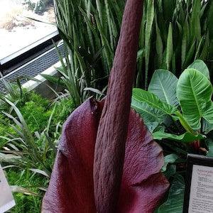 Devil's Tongue - Amorphophallus Konjac - Rare 'Plant' Seeds - Voodoo Lily, Snake Lily, Red-Pink, Black Dragon, Araceae, Sansevieria