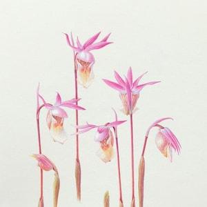 Calypso orchids, Pink Orchid Flower, Fine Art Print. Limited edition, wall decor, wall art print, Flower art print, spring flowers, gift