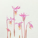 Calypso orchids, Pink Orchid Flower, Fine Art Print. Limited edition, wall decor, wall art print, Flower art print, spring flowers, gift