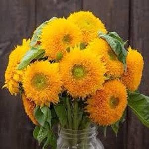 Dwarf Teddy Bear SUNFLOWER SEEDS Double Fluffy cut flower bouquet florist wedding from Urban Food forest/garden