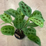 Maranta Leuconeura, prayer plant, maranta tortoise den