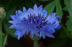Les 10 plus belles fleurs bleues du jardin Flower Delivery