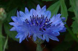 Les 10 plus belles fleurs bleues du jardin Flower Delivery