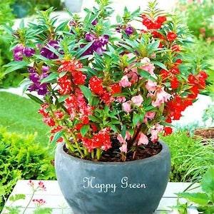 300 Mixed Colors DOUBLE CAMELLIA IMPATIENS (Balsam / Lady Slipper / Touch Me Not) Impatiens Balsamina Flower Seeds