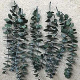 5Pcs Dried Flower Natural Eucalyptus Branch Plants Leaves Home Floral Decor US