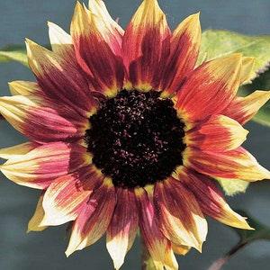 20+ seeds / Florenza Sunflower Seed /  Branching Sunflower / Unique Color /  Fragrant Flower Seed /  Cur Flower /(#35)
