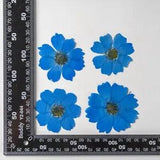 12PCS Real Pressed Dry dyed Blue Garden Cosmos flower for art, craft FSS59 #5