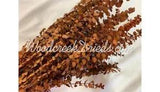 PRESERVED DYED WASHED ORANGE EUCALYPTUS FLORAL FOLIAGE FILLER FLOWER SCENTED