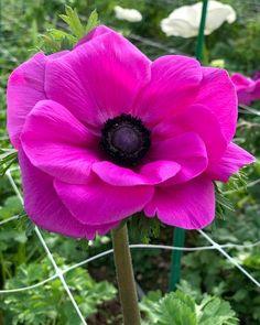 Italian Anemone 'Mistral? Fucsia' ?? Buy online at Farmer Gracy UK Flower Delivery