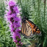 Gayfeather (Liatris Spicata)  Packet of 25 seeds with New!