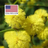 Acacia decurrens - Early Black Wattle - 20 Seeds