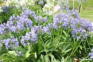 Large ADULT Lily of the Nile Agapanthus Plant - Ready to plant - Rapid Grower