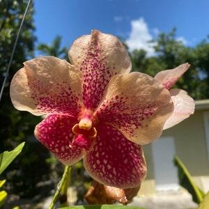 Vanda Ann marie griffin