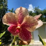 Vanda Ann marie griffin