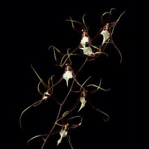 Red White Umber Brassidium Orchid Print Poster Wall Art