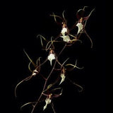 Red White Umber Brassidium Orchid Print Poster Wall Art
