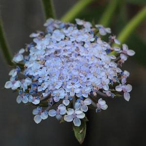 40 seeds Lace Flower 'Lacy Blue' Didiscus caerulea