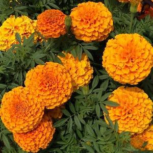 100 Pcs Marigold Crackerjack Flower Seed- Mixed African Marigold- TAGETES- Tall Sierra Orange-Aztec Marigold Annual for full sun / (FL102)