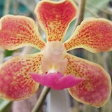 Orchid Vanda Banshee V loiuvillei x insignis mounted on driftwood Hanging Plants