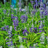 Salvia Fairy Queen Farinacea Seeds - 30 Organic Flower Seed