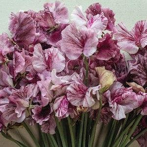 10 seeds Sweet Pea Streamers Chocolate Lathyrus odoratus