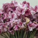 10 seeds Sweet Pea Streamers Chocolate Lathyrus odoratus