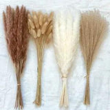 100Pcs/lot Grass Fluffy Room Phragmites Natural Bunny Tail Grass Dried Flowers