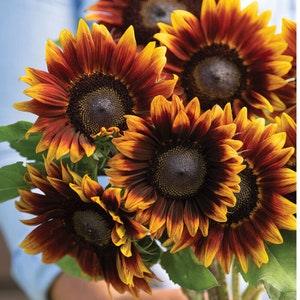 20 Shock-O-Lot Sunflower Seeds / Helianthus Annuus / Cottage / Pollenless / Cut Flower / English Garden / Wedding Bouquet Flowers