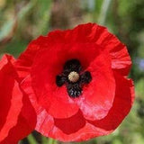 Poppy Flower Seeds, Flanders Poppy Flower Seeds, "COOL BEANS N sprouts" Brand. Home Gardening.