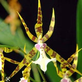 Oncidium orchid Miltassia golden spider " Copius" starter plant seedling~pansy orchid