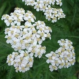 6000  Western Yarrow Flower Seeds.