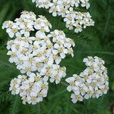 6000  Western Yarrow Flower Seeds.