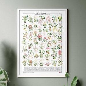 Poster Orchidaceae / Orchids