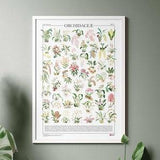 Poster Orchidaceae / Orchids