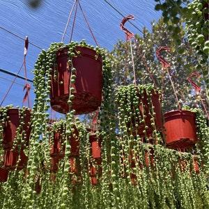 String of Pearls plant string of peas - 6'' Pot