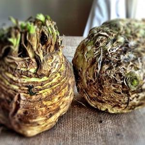 Giant Prague Celeriac Seeds (apium graveolens) Heirloom Root Vegetable for roasting & soups. Organic 50/100 seeds. Flat rate shipping!