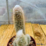 Austocephalocereus dybowski cactus in pot