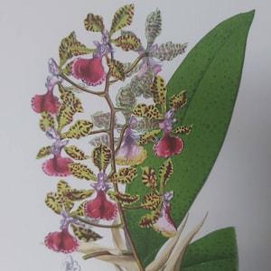A Botanical Watercolour Print of an Orchid