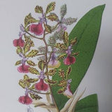 A Botanical Watercolour Print of an Orchid