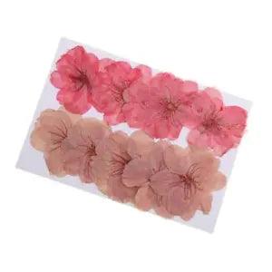 10 Pieces Natural Pressed Dried Cherry Blossom for Crafts