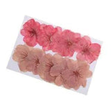 10 Pieces Natural Pressed Dried Cherry Blossom for Crafts
