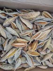 400+ Milkweed Pods, Empty, Dried for Arts, Crafts, Wreaths,  unsorted Box B
