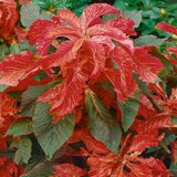 Molten Fire Amaranth - Amaranthus Bicolor - Rare 'Plant' Seeds - Summer Poinsettia, Gold-Orange, Redleaf Amaranth, Variegated Amaranth