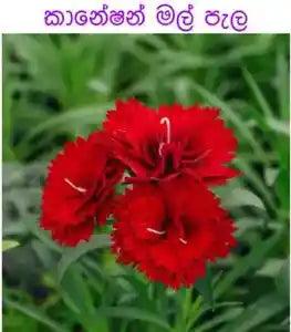 Carnation Natural Flower Plant Express Free