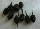 MAGNOLIA SEED PODS for WREATHS/NATURE CRAFTS/ HOLIDAY DECOR - Lot of 12