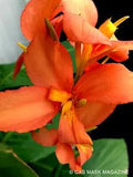 Tropical Sunrise Canna Lily Rhizome, Live Plant (Peach & Light Orange Blooms)