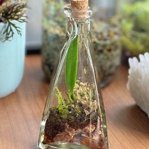Bulbophyllum bicolour Miniature orchid terrarium