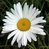 50+  SHASTA DAISY, LEUCANTHEMUM / PERENNIAL DEER & RABBIT RESISTANT FLOWER SEEDS